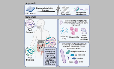 Byrd Lab Research Project Preview - Local Effects of Microbes