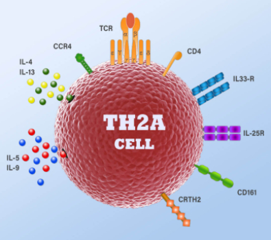 Blog Main Image -  3D Biological TH2A Cell