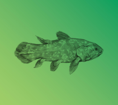 News Main Image - Coelacanth